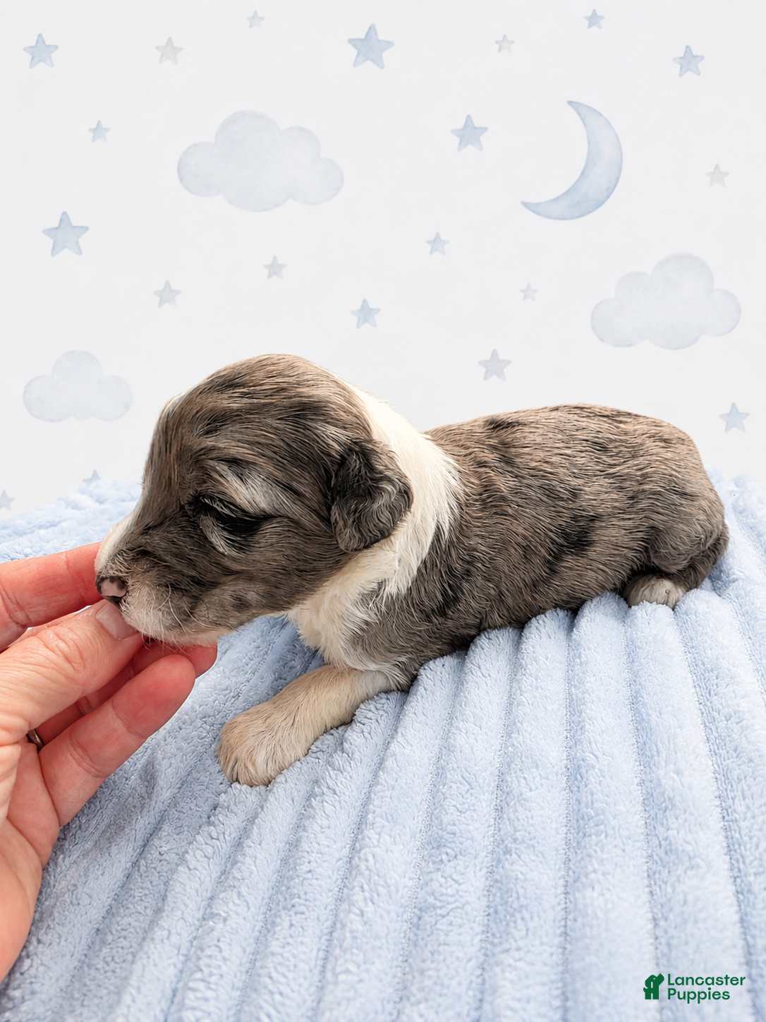 Sheepadoodle dogs Sheepadoodle 8 - Ad 2