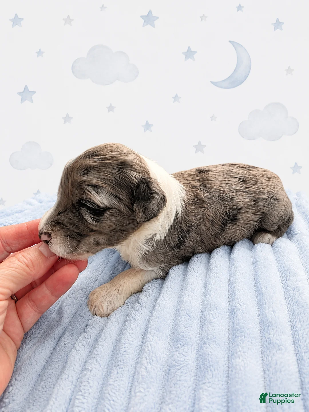 Sheepadoodle dogs for sale: Sheepadoodle 8 - Ad 2