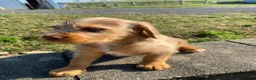 Mixed Breed dogs for sale: Millie - Ad 4