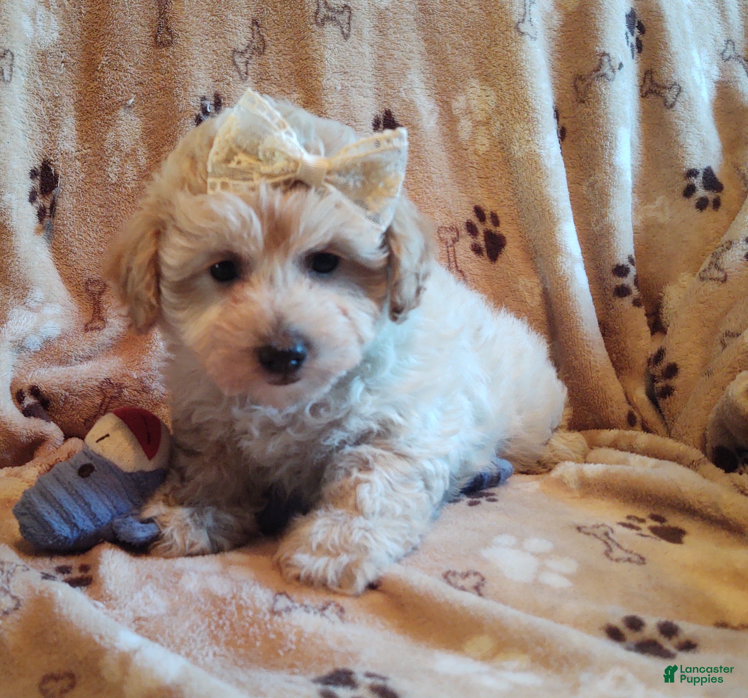 Maltipoo dogs Eleanor  - Ad 1