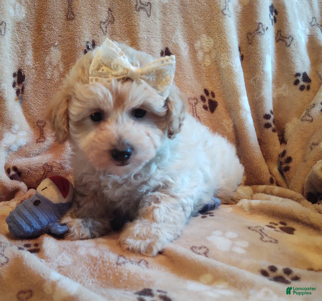Maltipoo dogs for sale: Eleanor  - Ad 1