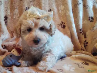 Maltipoo dogs for sale: Eleanor - Ad 2