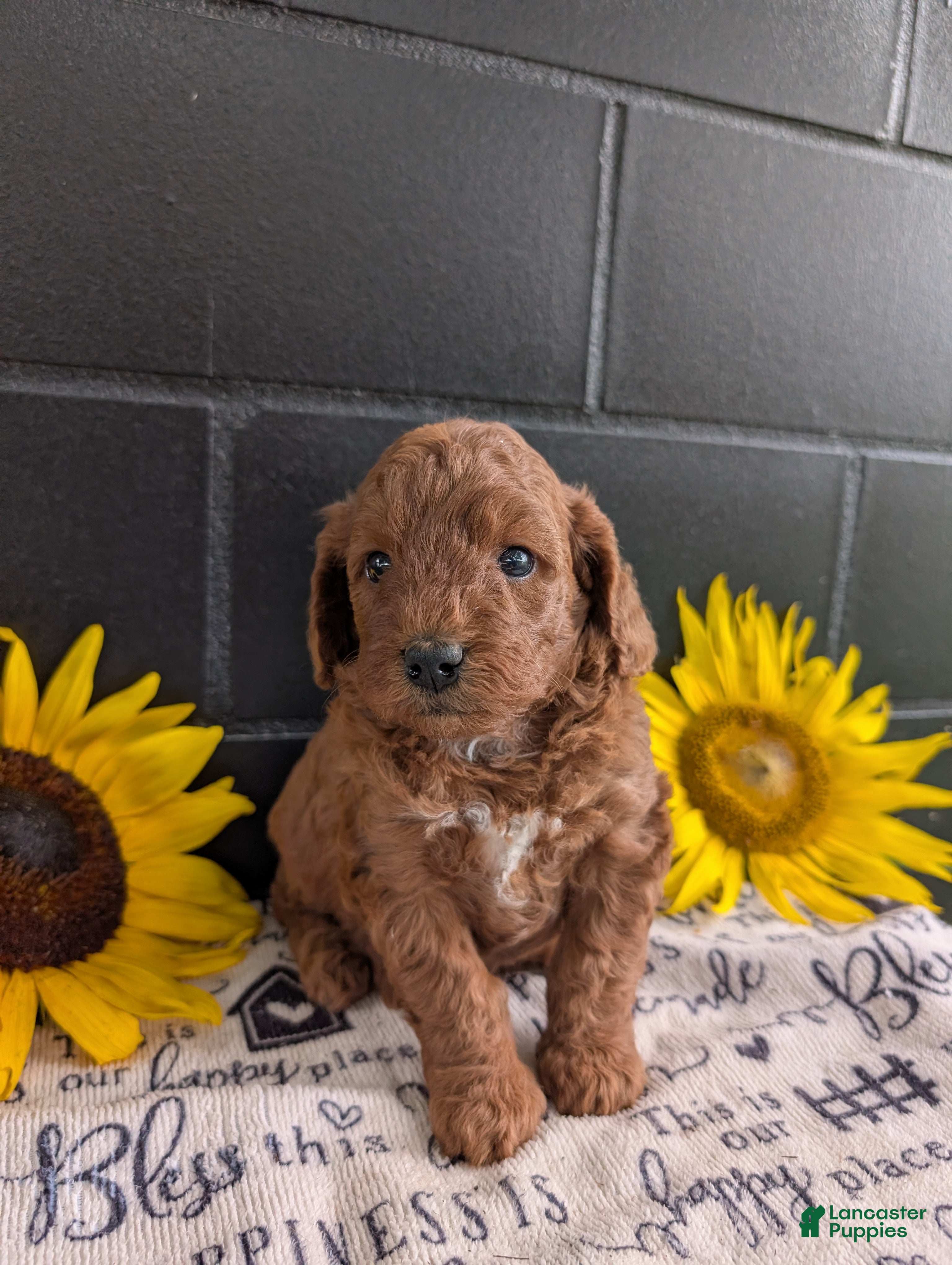 Mini Goldendoodle dogs Mini -Katy - Ad 2