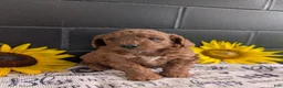 Mini Goldendoodle dogs for sale: Mini -Katy - Ad 2