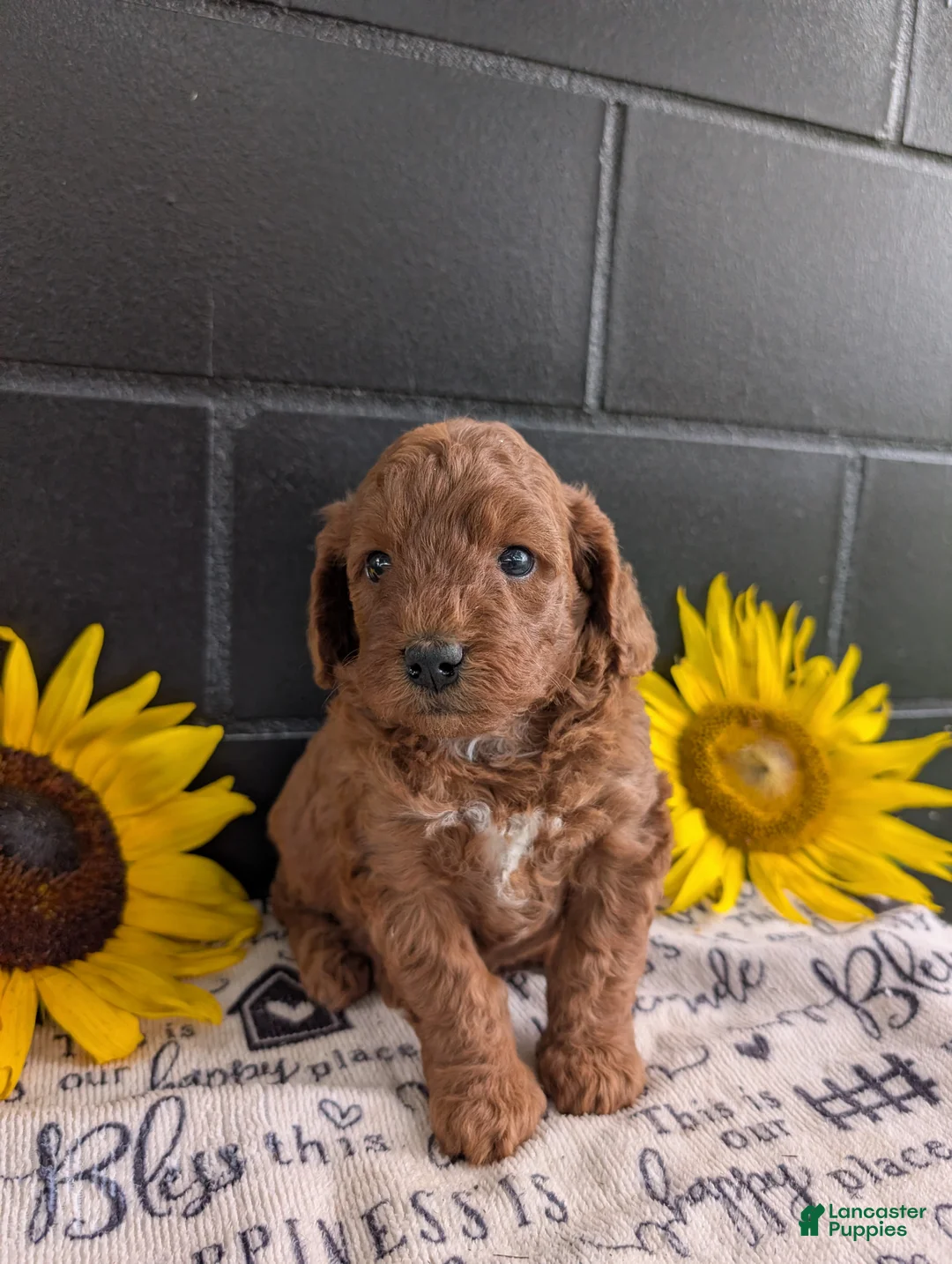 Mini Goldendoodle dogs for sale: Mini -Katy - Ad 2