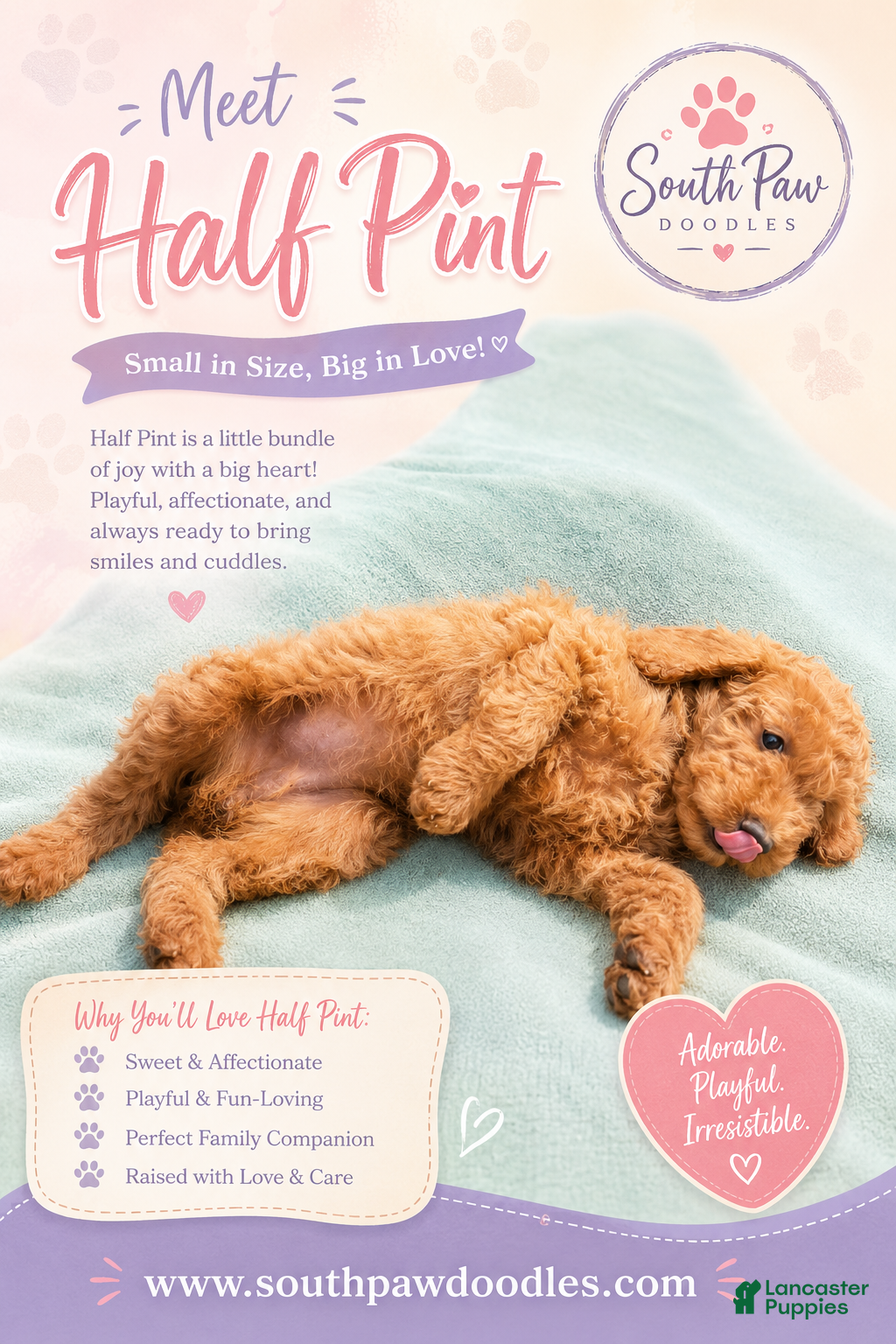 Goldendoodle dogs Half Pint - Ad 1