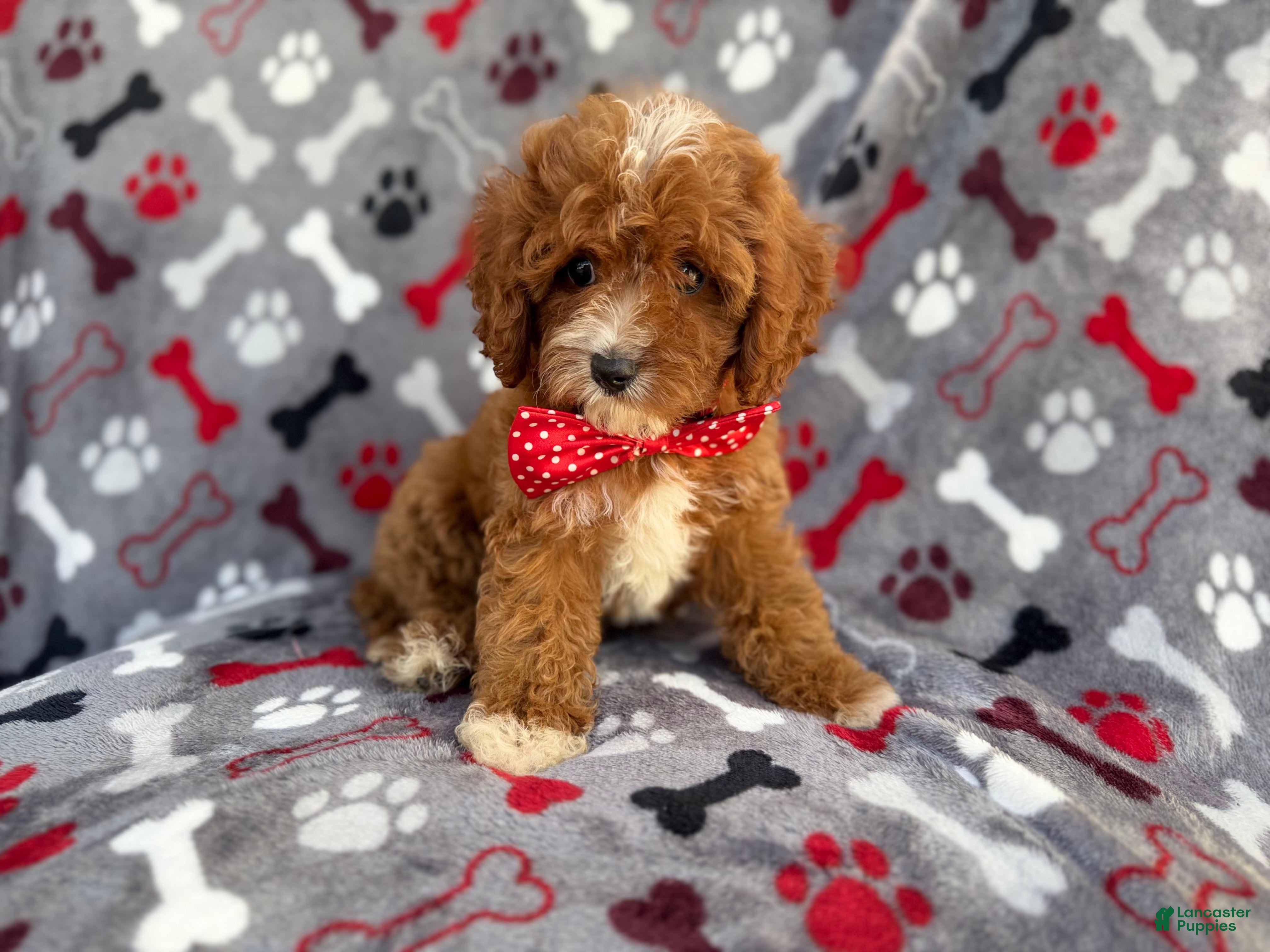 Cavapoo dogs Leo - Ad 2