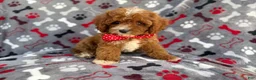 Cavapoo dogs for sale: Leo - Ad 2