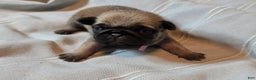 Pug dogs for sale: Fannie - Ad 9