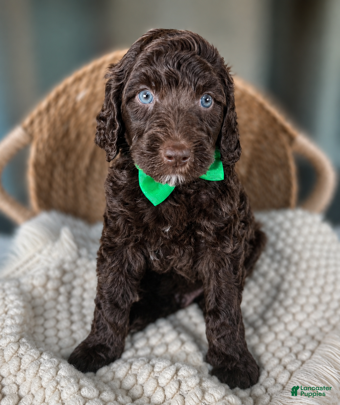 Mini Goldendoodle dogs Medium Goldendoodle  “ Coast “ - Ad 16