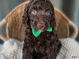 Mini Goldendoodle dogs Medium Goldendoodle “ Coast “ - Ad 16