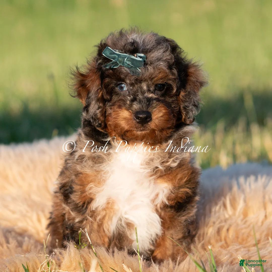 Toy Poodle dogs for sale: Charming AKC - Ad 2