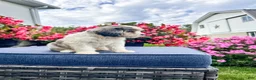 Cavapoo dogs for sale: Poppy - Ad 3