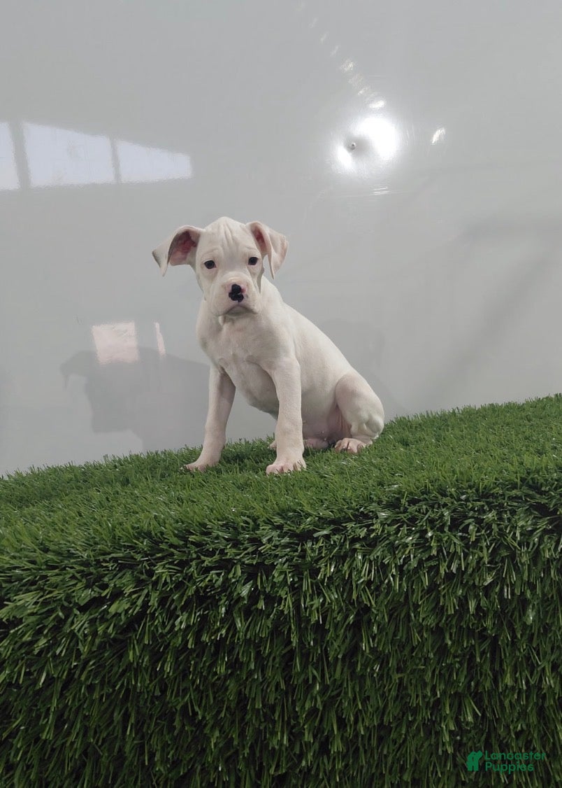 Boxer dogs for sale: Jett - Ad 1