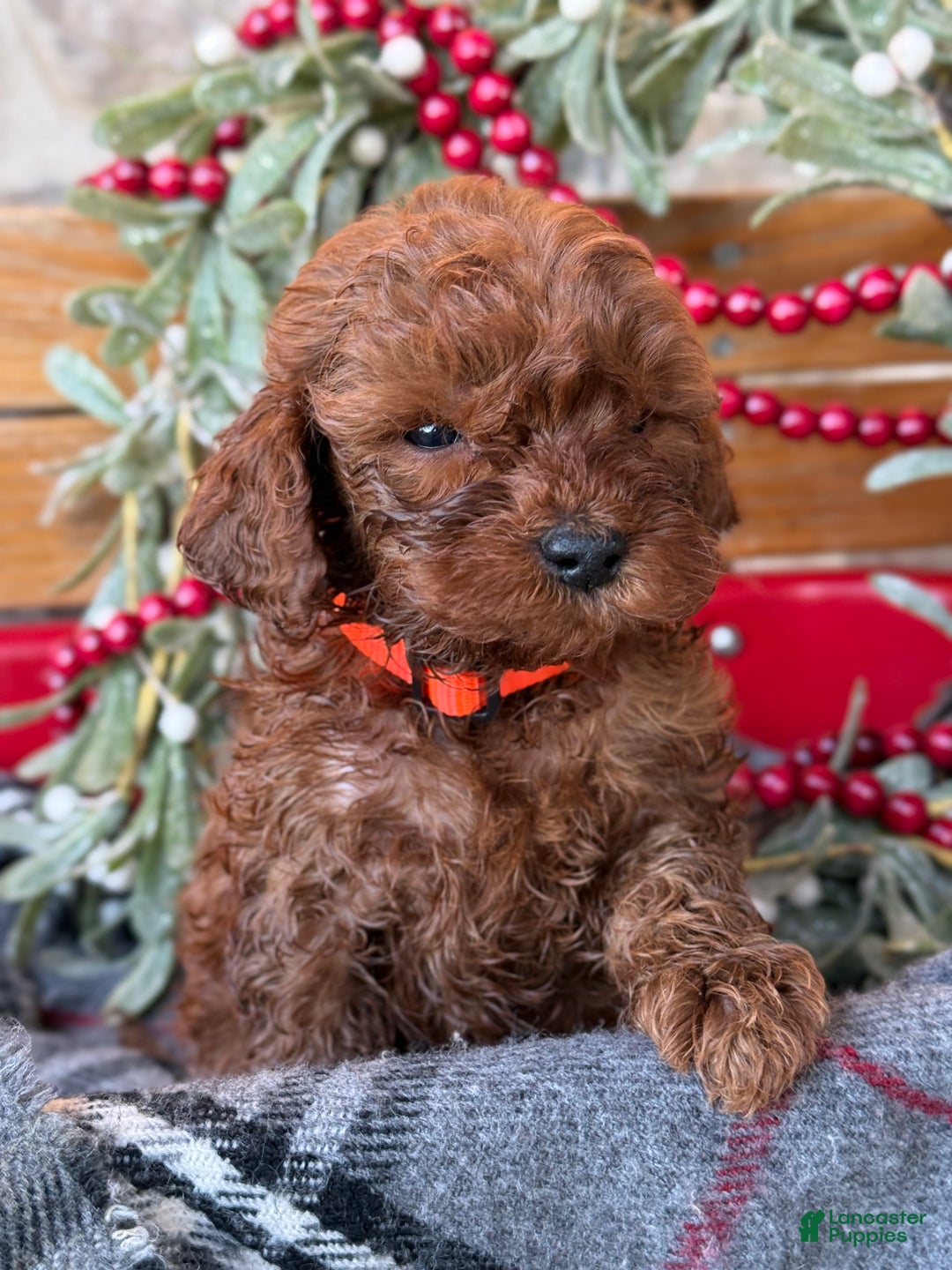 Mini Goldendoodle dogs for sale: Igloo - Ad 4