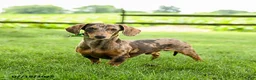 Miniature Dachshund dogs for sale: Cocoa - Ad 4