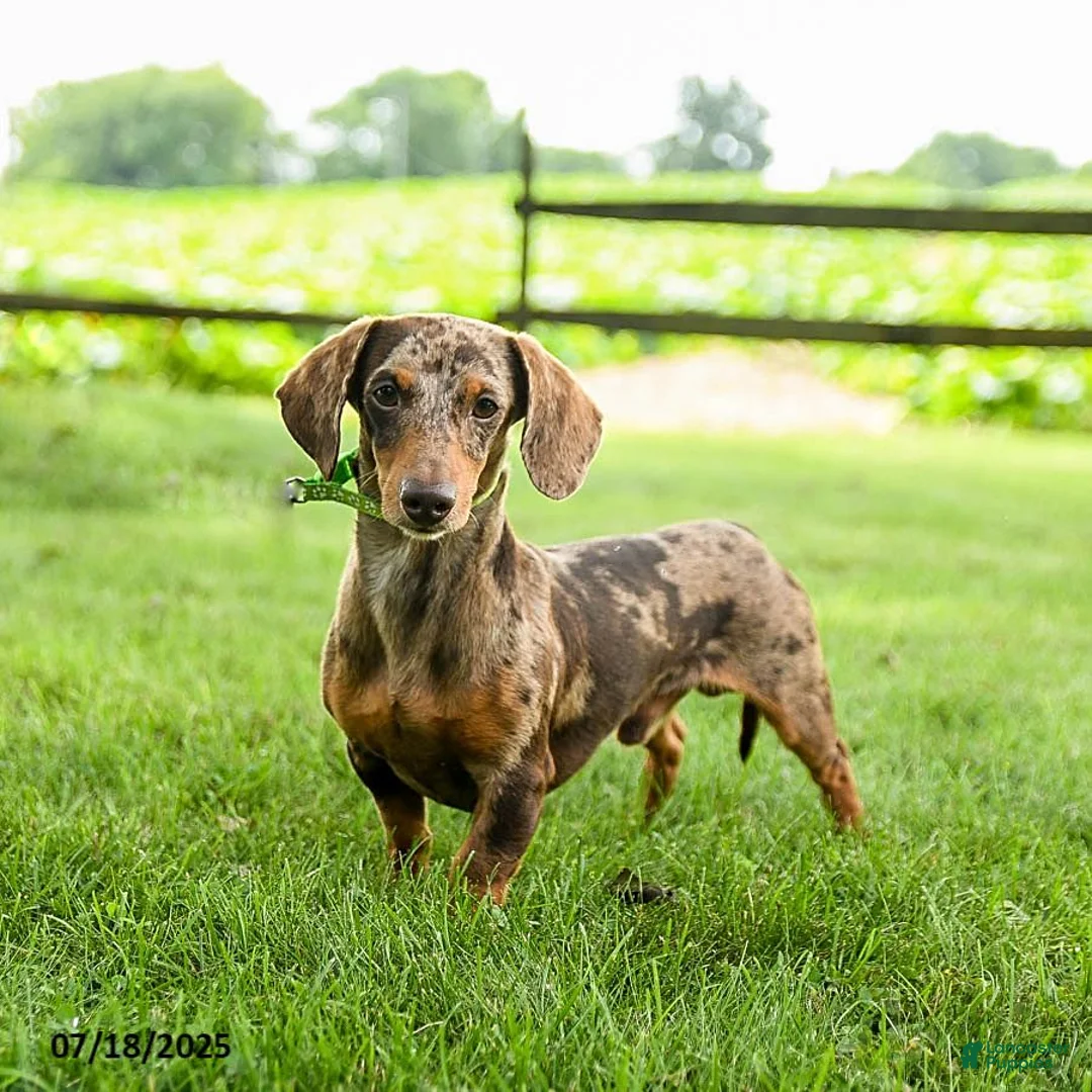 Miniature Dachshund dogs for sale: Cocoa - Ad 4