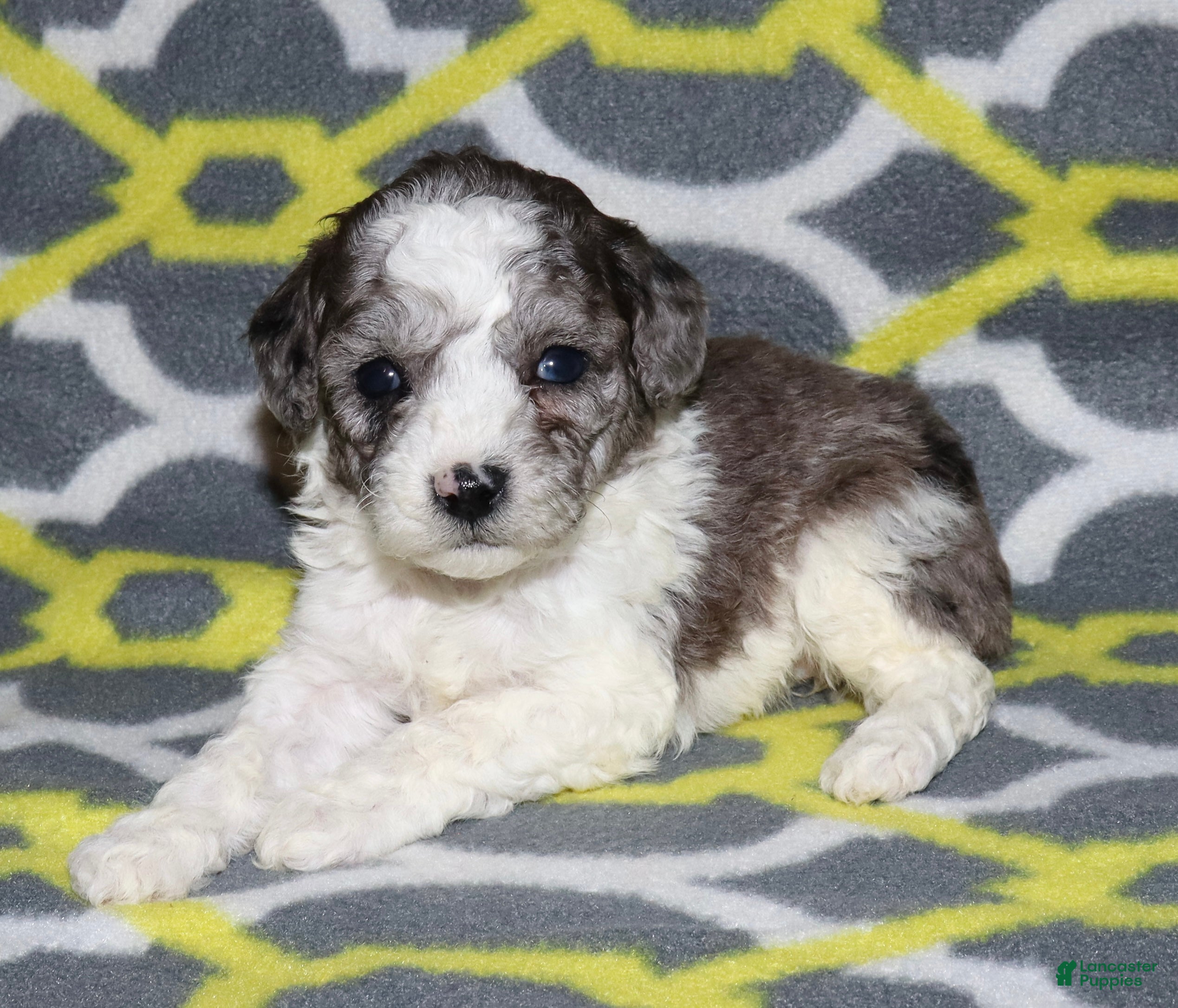 Miniature Poodle dogs Harlee’s black merle parti female - Ad 24