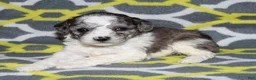 Miniature Poodle dogs for sale: Reserved Harlee’s black merle parti female - Ad 1