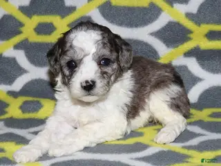 Miniature Poodle dogs Reserved Harlee’s black merle parti female - Ad 26