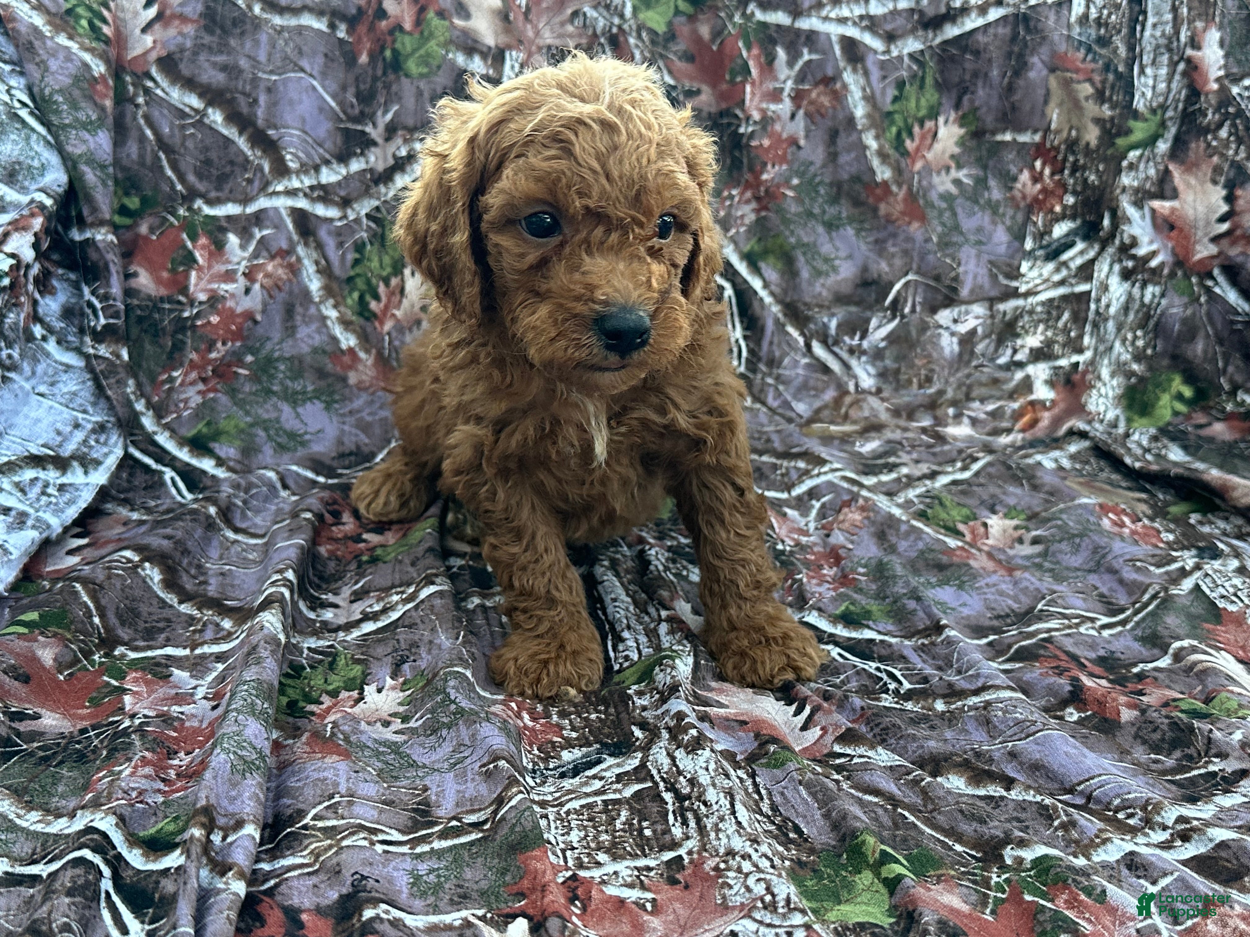Cavapoo dogs Cavapoo 1 - Ad 1
