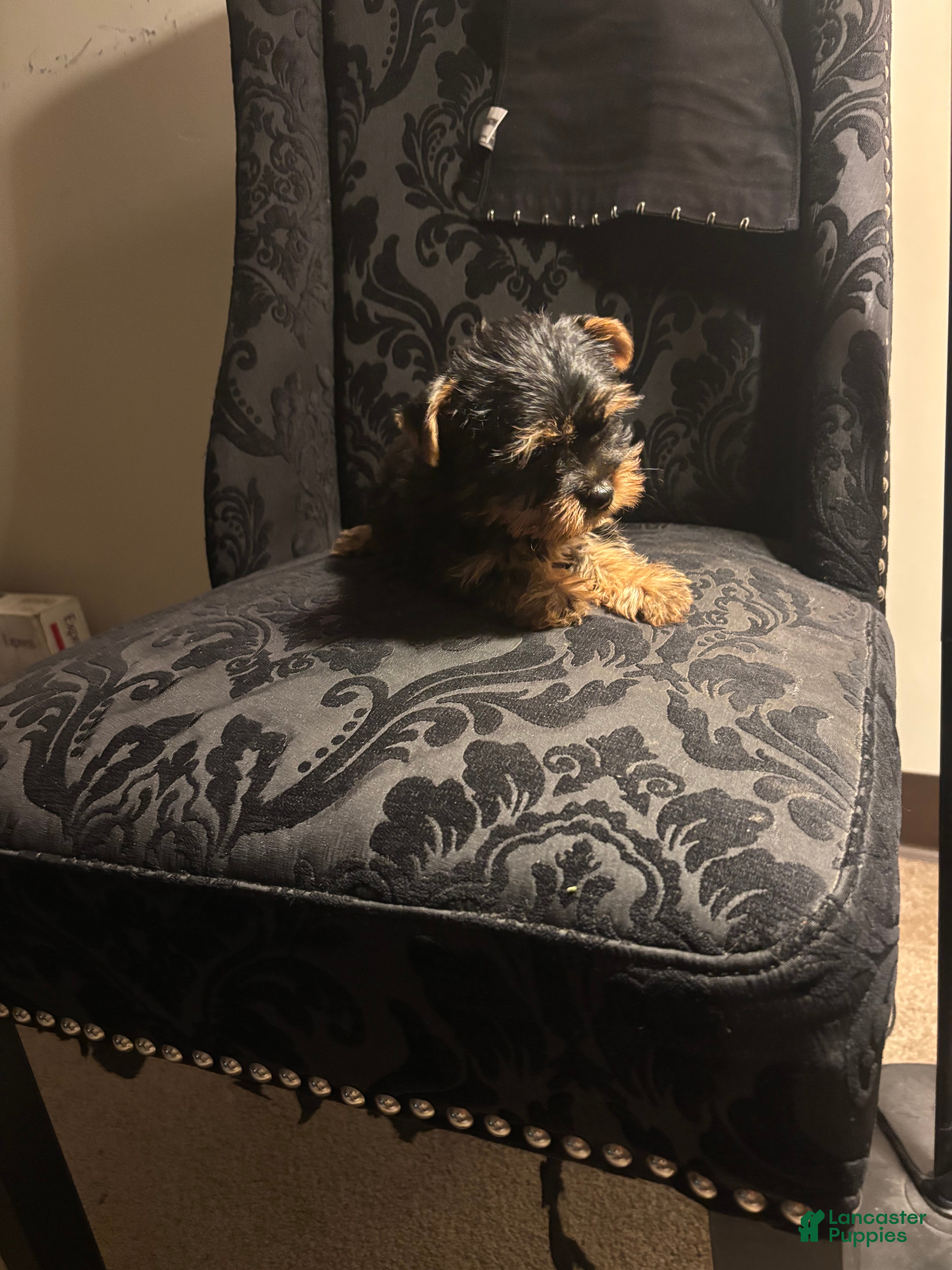 Yorkshire Terrier dogs Rocky  - Ad 2