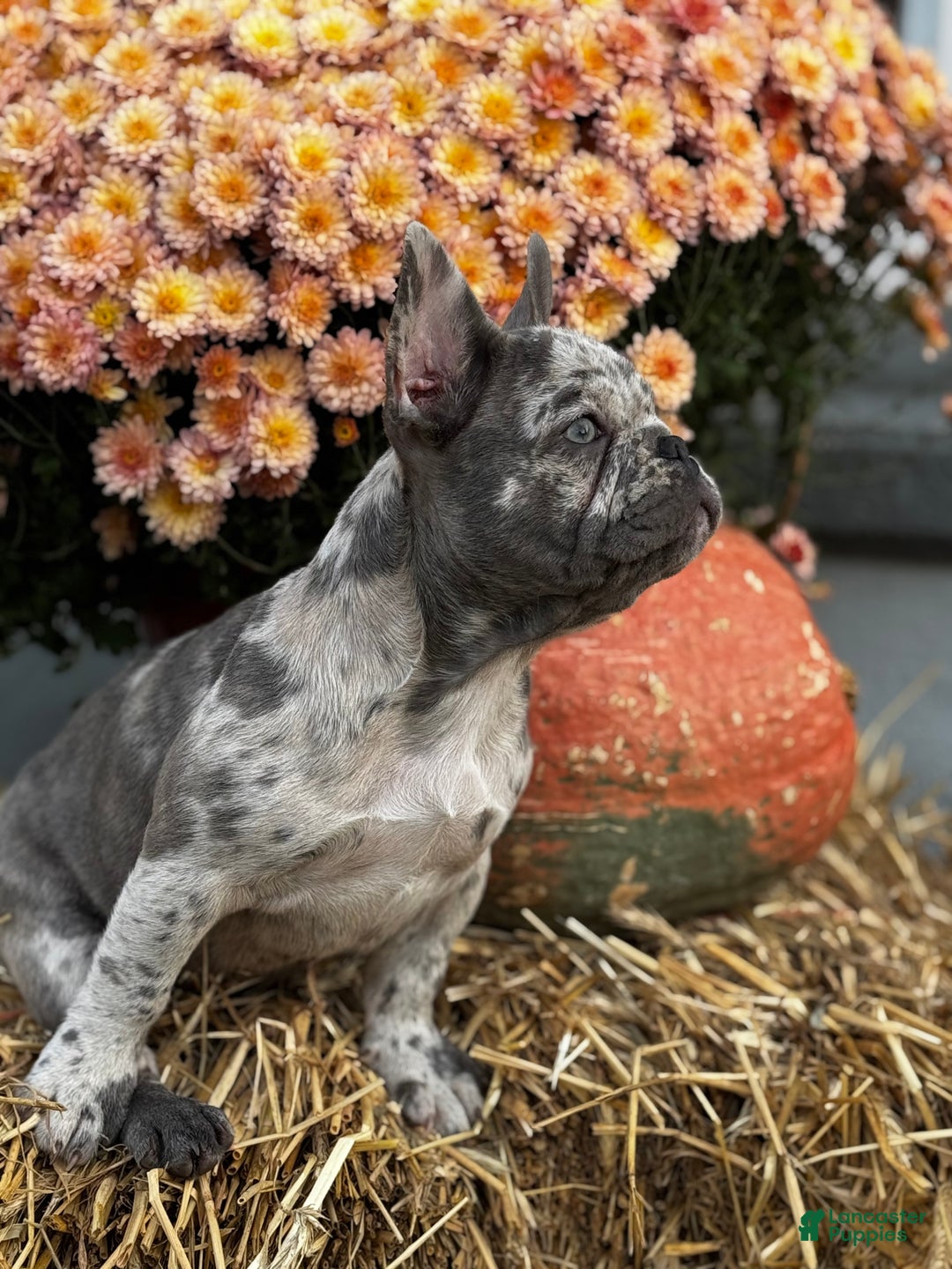 French Bulldog dogs for sale: Zoey - Ad 1