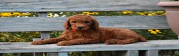 Standard Poodle dogs for sale: Bruno moyen - Ad 2