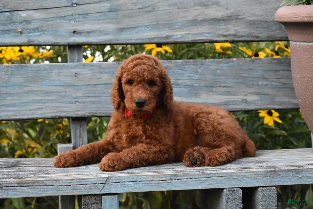Standard Poodle dogs for sale: Bruno moyen - Ad 2
