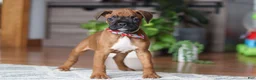 Boxer dogs for sale: Ace - Ad 4