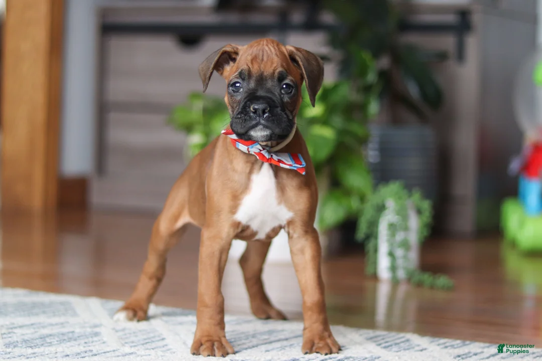 Boxer dogs for sale: Ace - Ad 4