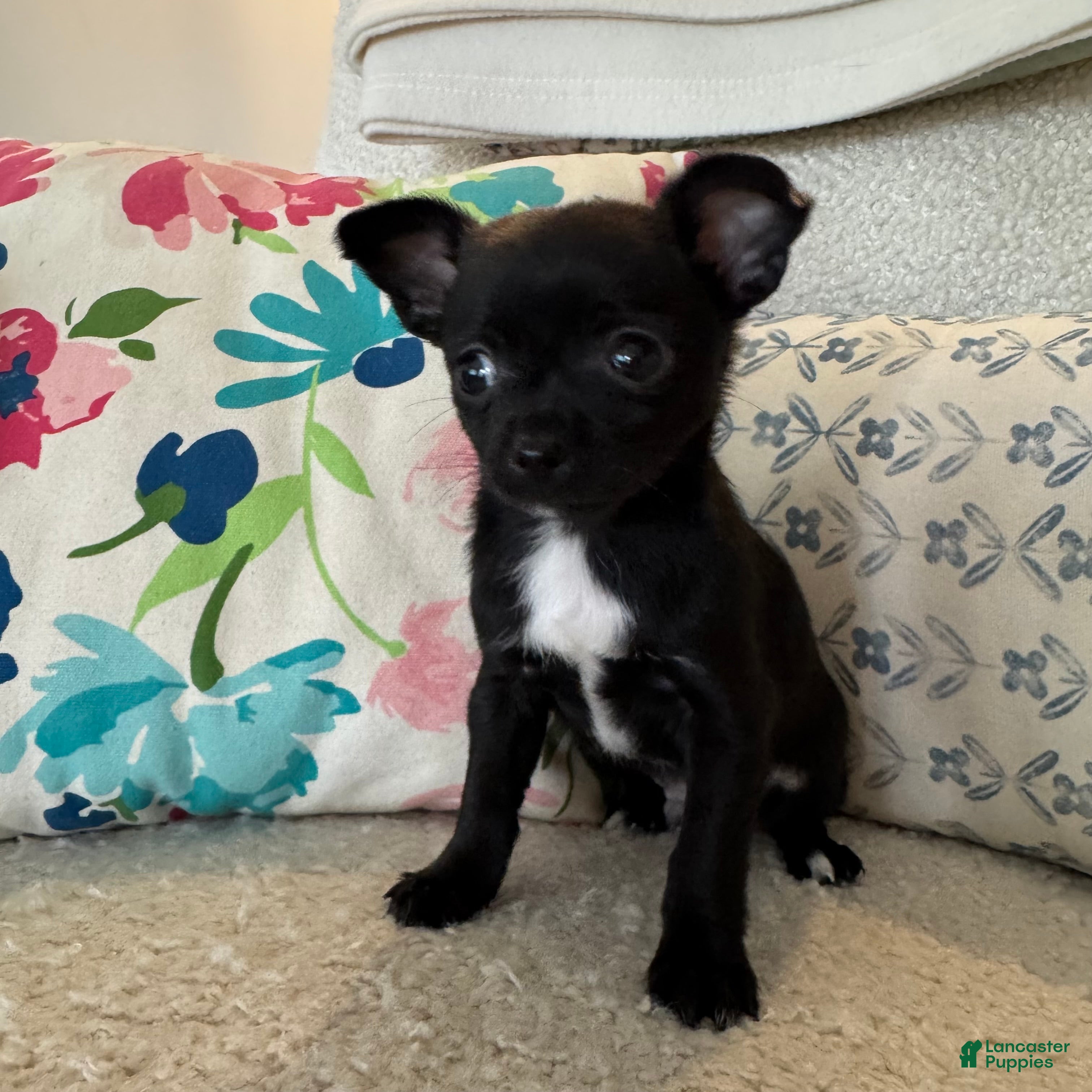 Chihuahua dogs Hughie - Ad 31