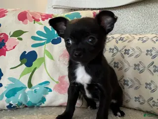 Chihuahua dogs Hughie - Ad 31