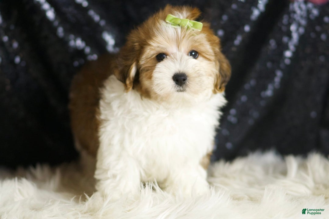 Yorkiepoo dogs for sale: Archie - Ad 5
