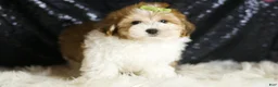 Yorkiepoo dogs for sale: Archie - Ad 5