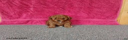 Toy Poodle dogs for sale: Chewy - Ad 2