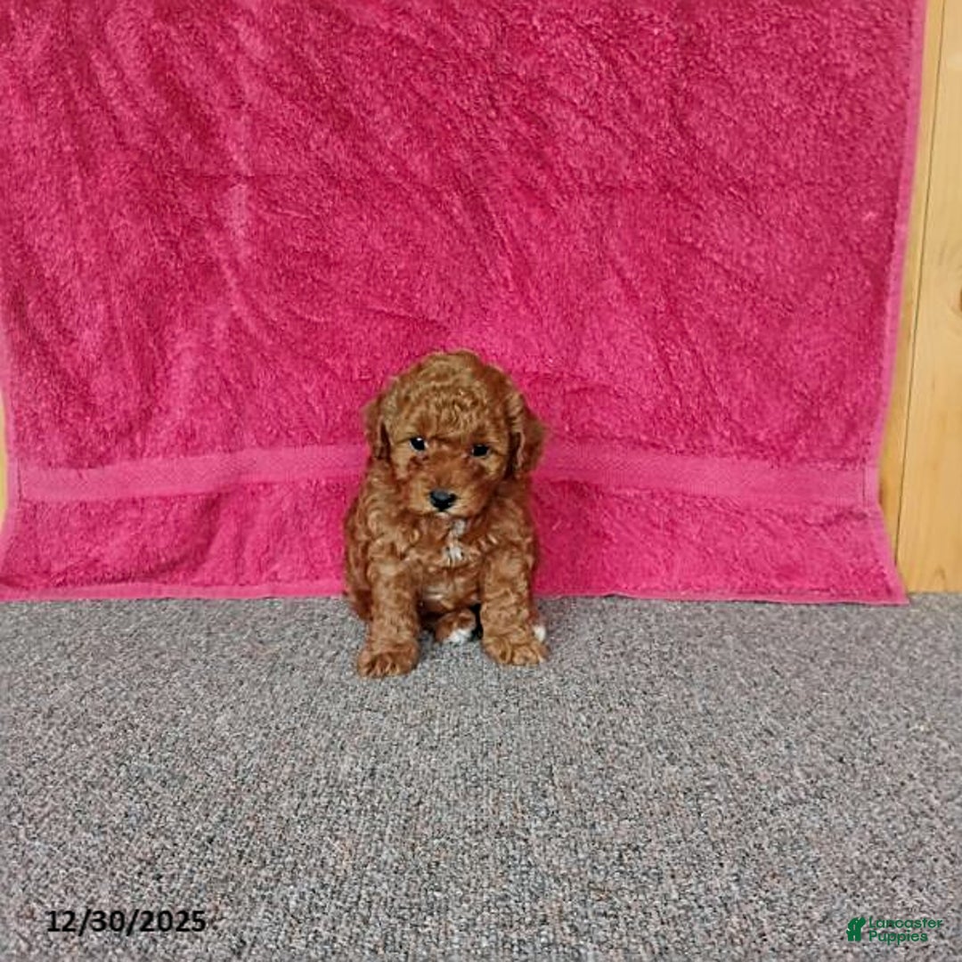 Toy Poodle dogs for sale: Chewy - Ad 2