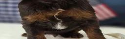 Cockapoo dogs for sale: Meeko - Ad 14