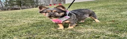 French Bulldog dogs for sale: French Bulldog Puppy 4 - Ad 5