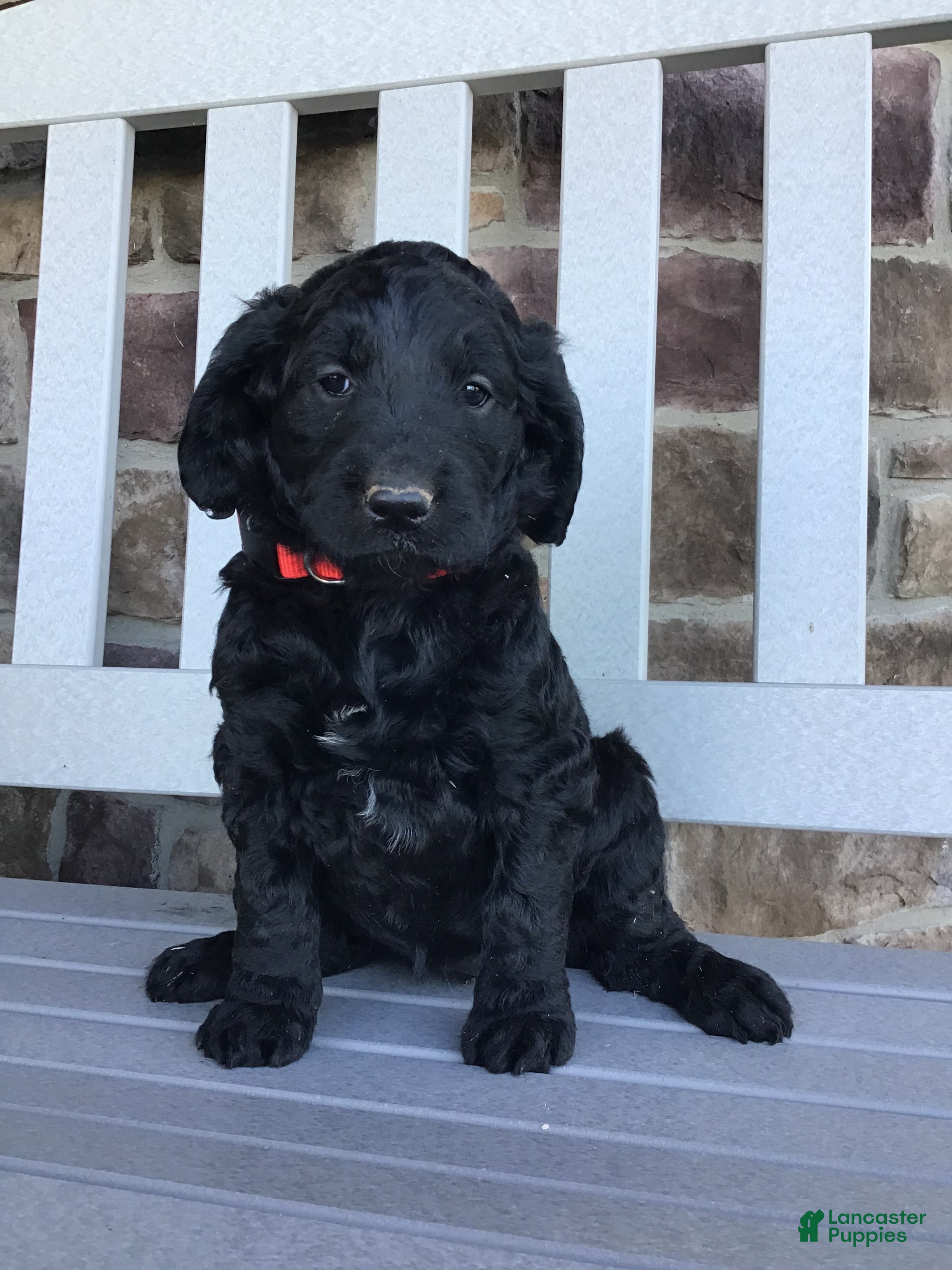 Goldendoodle dogs Dolly - Ad 1