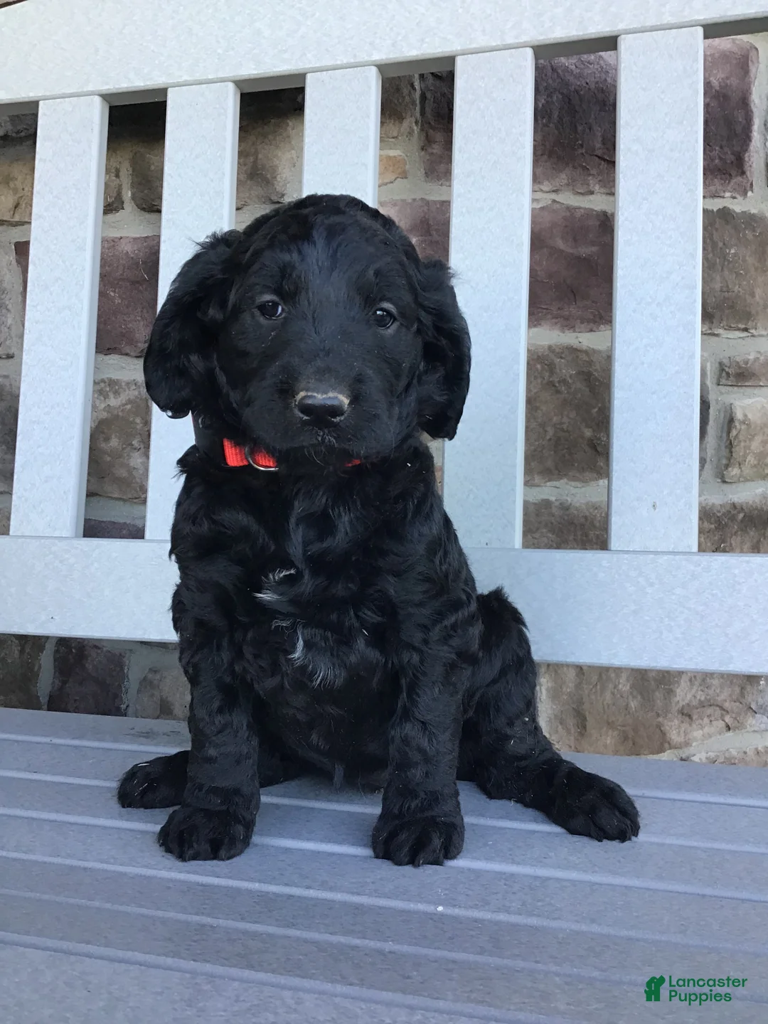 Goldendoodle dogs for sale: Dolly - Ad 1