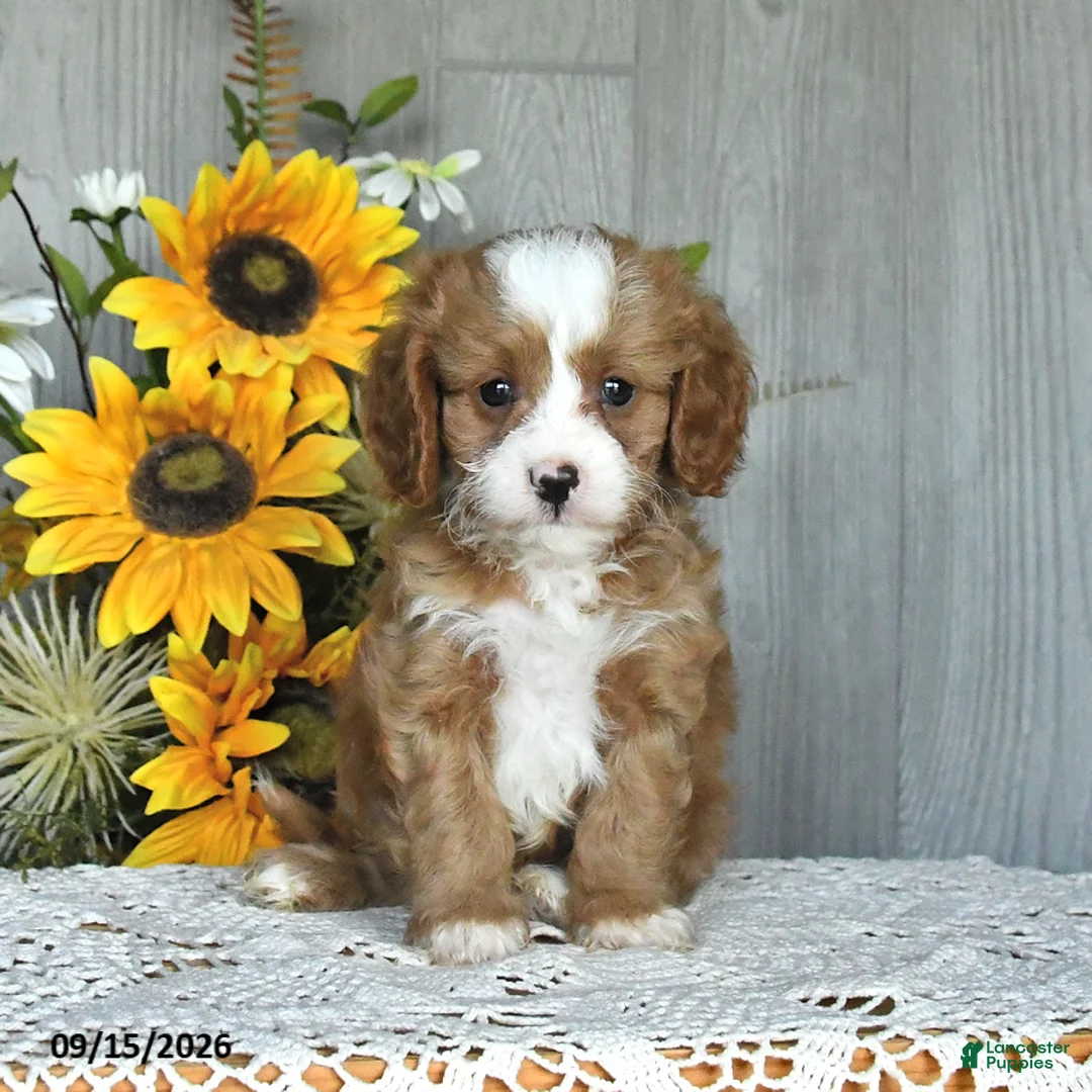Cavapoo dogs for sale: Nirvaan - Ad 1
