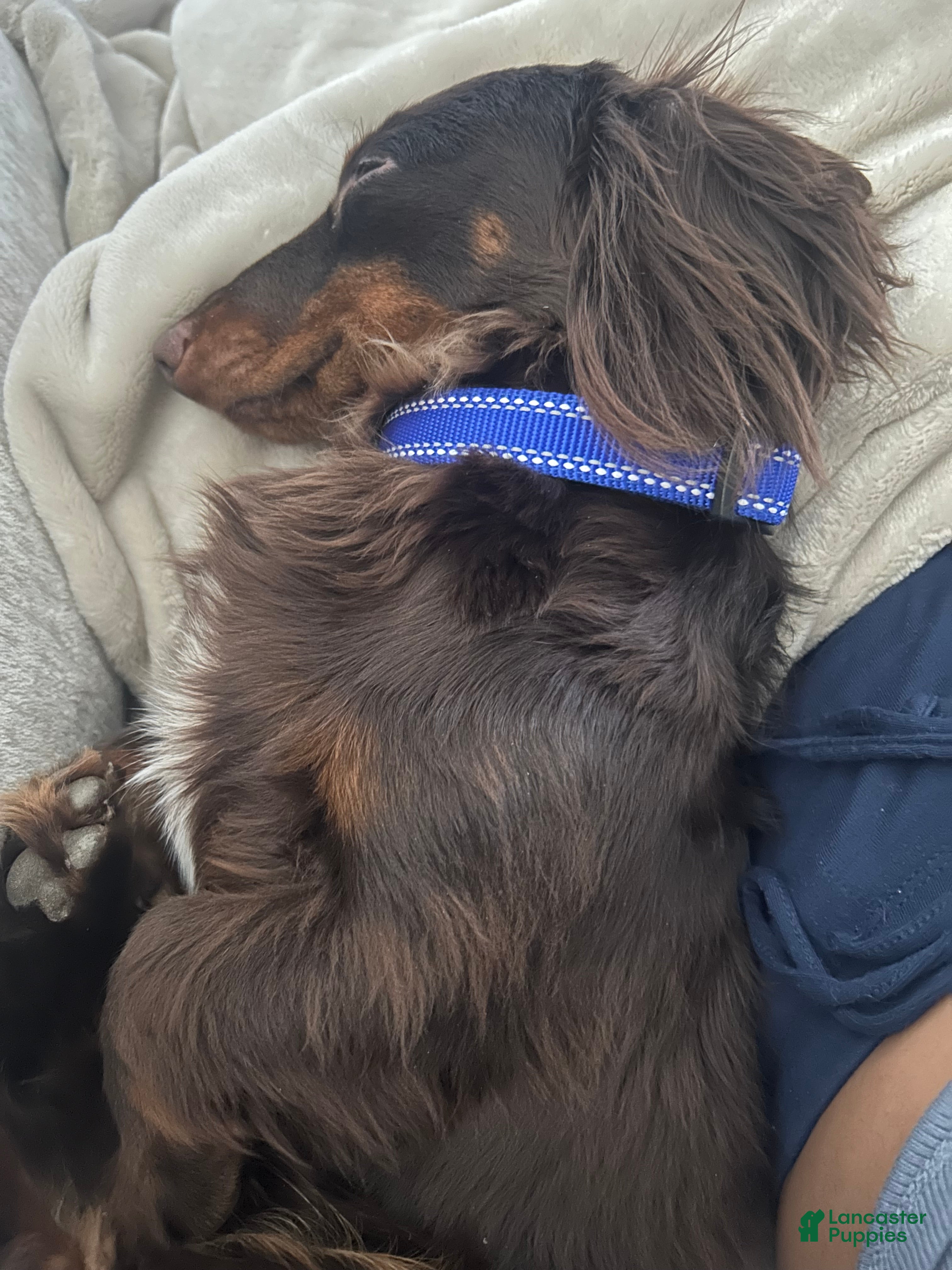 Dachshund dogs Dachshund Puppy 1 - Ad 32