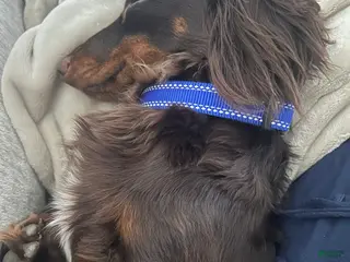 Dachshund dogs Dachshund Puppy 1 - Ad 32