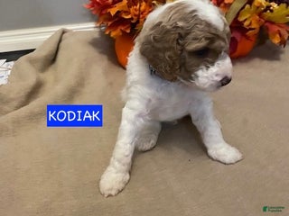 Miniature Labradoodle dogs - Ad 3