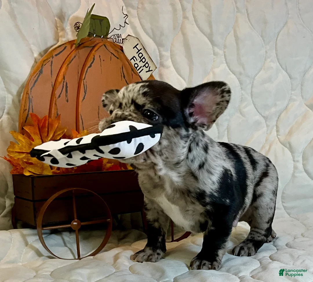 French Bulldog dogs for sale: Force  - Ad 24