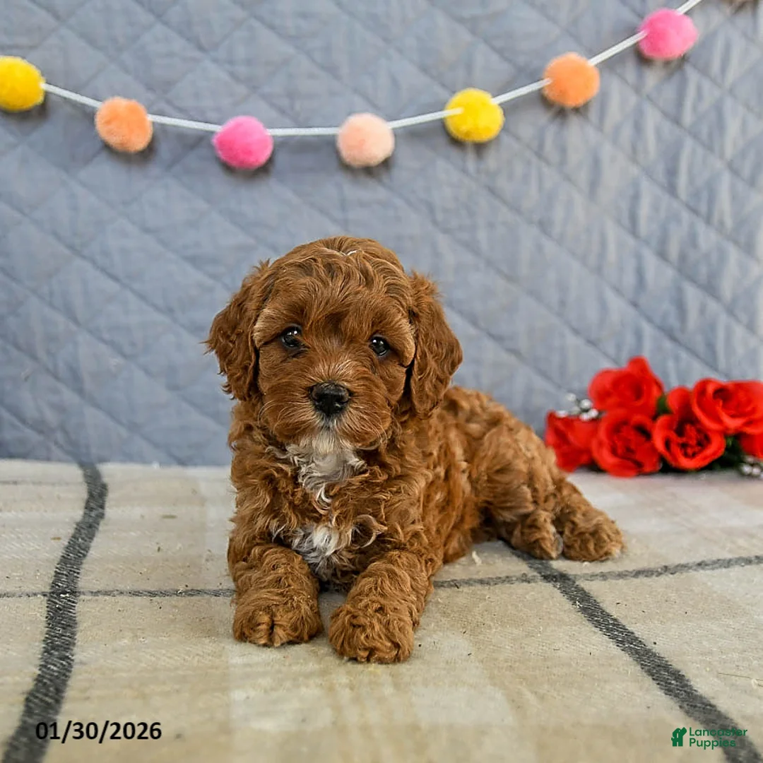 Cavapoo dogs for sale: Indie - Ad 3