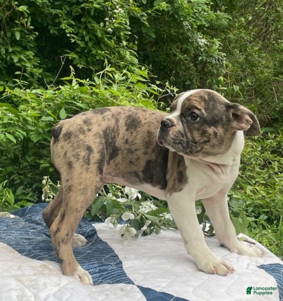 Frenchton dogs Mr.Pibb - Ad 1