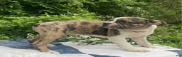 Frenchton dogs for sale: Mr.Pibb - Ad 1