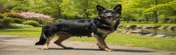 German Shepherd dogs for sale: Claire - Ad 3